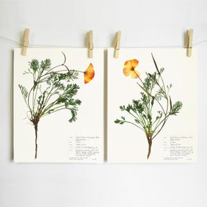 California Poppy Print Set; botanical print pressed flower art pressed botanical art state flower herbarium specimen dried flower art