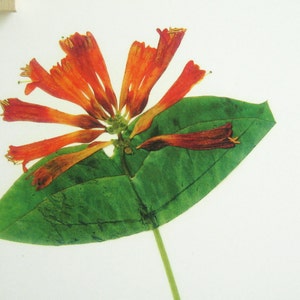 May include: A pressed flower arrangement featuring a single green leaf and a cluster of orange and red honeysuckle flowers.