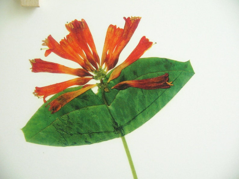 May include: A pressed flower arrangement featuring a single green leaf and a cluster of orange and red honeysuckle flowers.