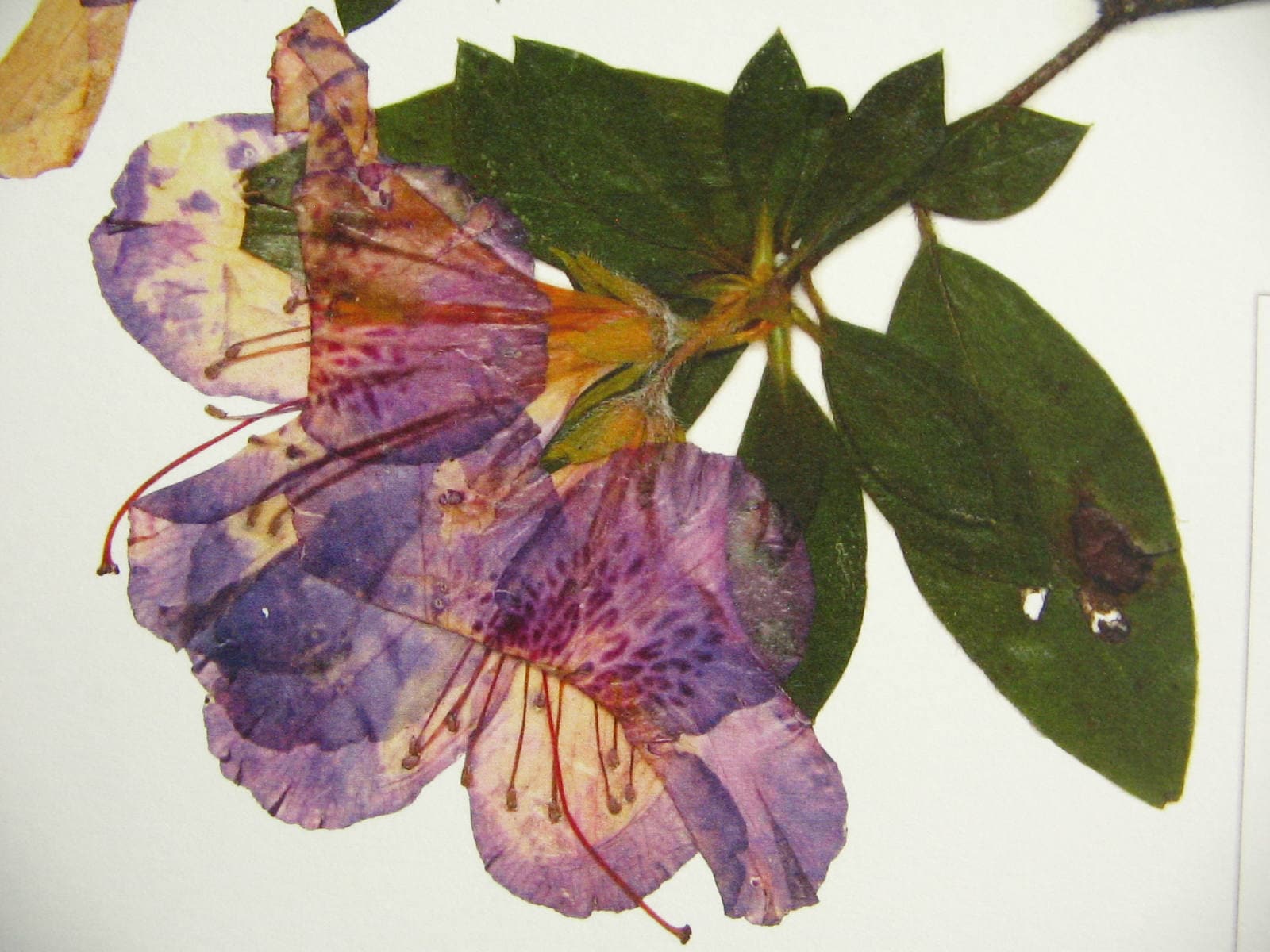 Azalea Print; Pressed Plant Art Modern Decor Botanical Print Pressed ...