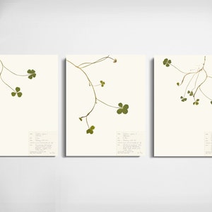 May include: Three botanical prints of a clover plant with delicate stems and green leaves on a white background. Each print includes a small label with text about the plant.