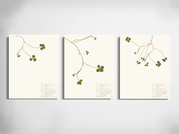 Double Four Leaf Clover Print Set; st patricks day wall art pressed 4 leaf clover art unique irish gift dried clover rare plant art shamrock