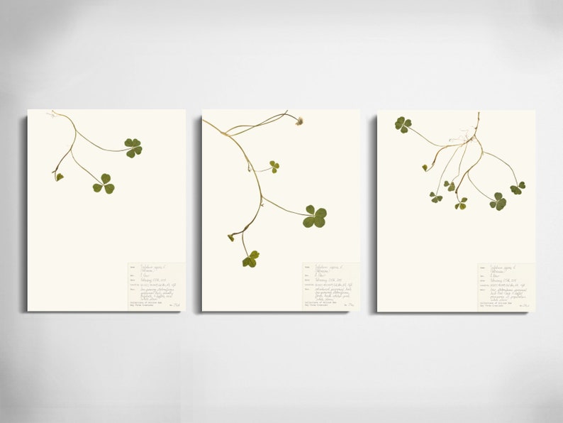 May include: Three botanical prints of a clover plant with delicate stems and green leaves on a white background. Each print includes a small label with text about the plant.
