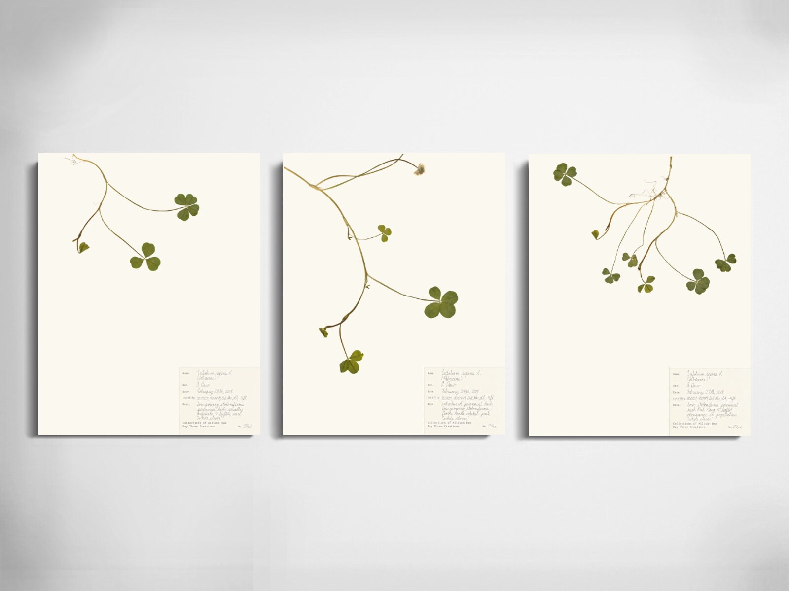 Dried Four Leaf Clover Framed Wall Art by Pressed Wishes