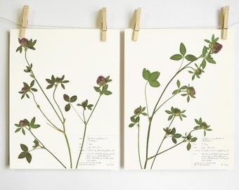 Print Set of Red Clover Pressed Botanicals, Original Herbarium Specimen Art Prints, 11x14 8x10 Botanical Print Set, Pressed Flower Art