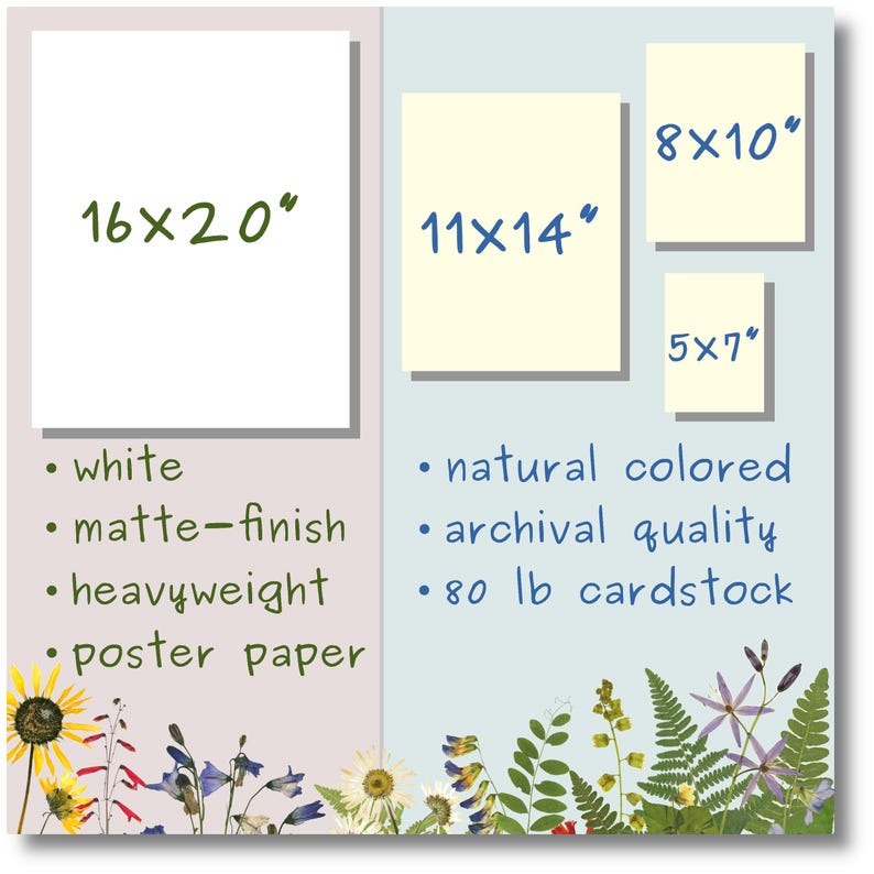 May include: A display of paper sizes including 16x20, 11x14, 8x10, and 5x7 inches. The white matte-finish heavyweight poster paper and natural colored archival quality 80 lb cardstock are shown with botanical illustrations of flowers and ferns.
