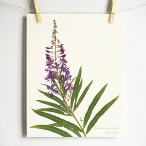 Fireweed Print purple wildflower print pressed plant art purple flower print of original botanical print pressed flower art oregon art Light (no label)