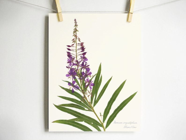 Fireweed Print purple wildflower print pressed plant art purple flower print of original botanical print pressed flower art oregon art Light (no label)