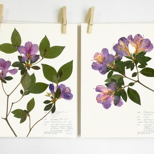 Azalea Print Set; mothers day gift dried flower art floral wall art pressed flower purple botanical print southern flowers herbarium print