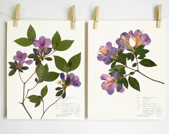 Azalea Print Set; mothers day gift dried flower art floral wall art pressed flower purple botanical print southern flowers herbarium print