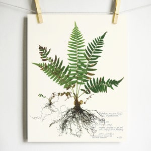 Fern Print; pressed plant art pressed fern art print of original herbarium specimen art fern fronds scientific fern wall art sword fern