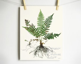 Fern Print; pressed plant art pressed fern art print of original herbarium specimen art fern fronds scientific fern wall art sword fern