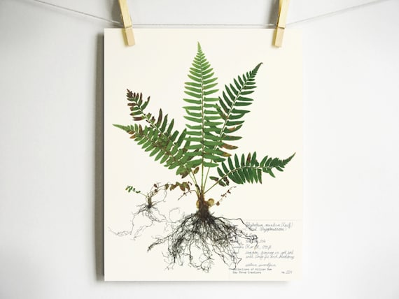 Farn-Druck; gepresste Pflanzenkunst gepresster Farn Kunstdruck vom Original  Herbarium Exemplar Kunst Farnwedel wissenschaftlicher Farn Wandkunst  Schwertfarn - Etsy.de
