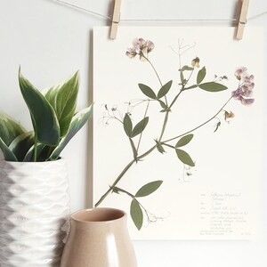May include: A pressed flower print of a delicate, light purple and white flower with green stems and leaves. The print is on white paper with handwritten text about the flower.