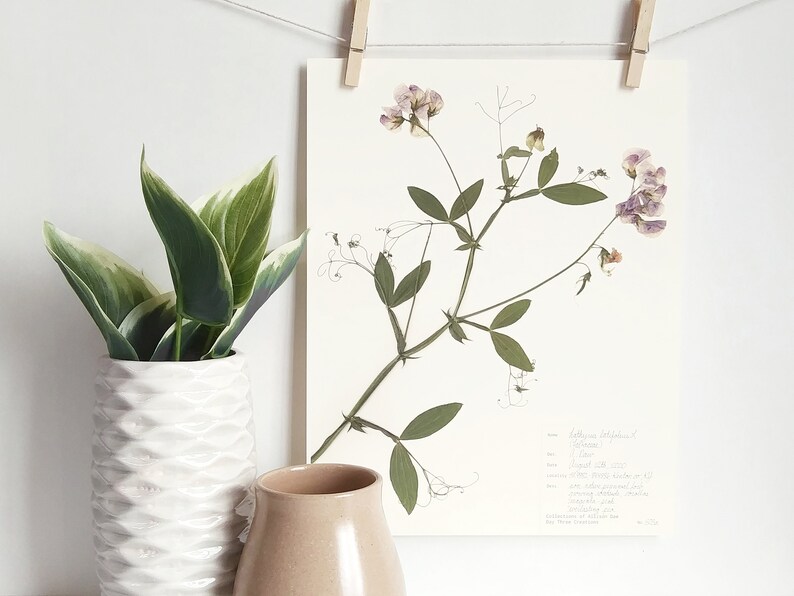 May include: A pressed flower print of a delicate, light purple and white flower with green stems and leaves. The print is on white paper with handwritten text about the flower.