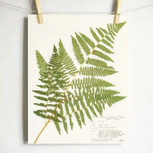 Bracken Fern Print; pressed fern frond botanical print from original herbarium specimen with scientific label pressed plant fern art