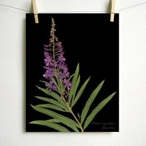 Fireweed Print purple wildflower print pressed plant art purple flower print of original botanical print pressed flower art oregon art Dark (no label)