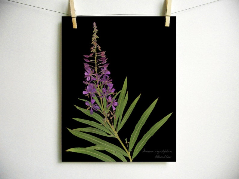 Fireweed Print purple wildflower print pressed plant art purple flower print of original botanical print pressed flower art oregon art Dark (no label)