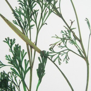 May include: A pressed botanical specimen featuring dark green, feathery, fern-like foliage and slender, elongated seed pods with distinct vertical yellow and brown stripes, arranged against a plain, solid white background.