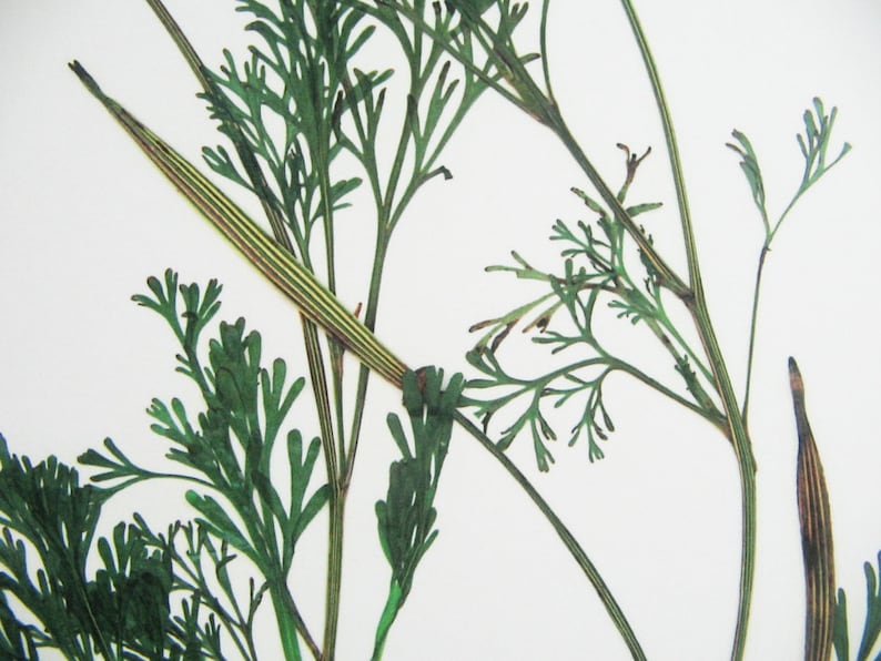 May include: A pressed botanical specimen featuring dark green, feathery, fern-like foliage and slender, elongated seed pods with distinct vertical yellow and brown stripes, arranged against a plain, solid white background.