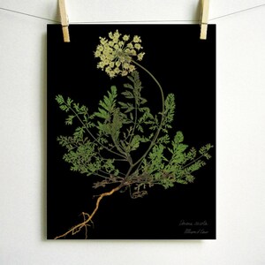 May include: A botanical print on a black background featuring a Daucus carota plant with green feathery leaves, a pale yellow flower head, and a visible brown root system. The text Daucus carota and Allison d'Eau is printed in white in the corner.
