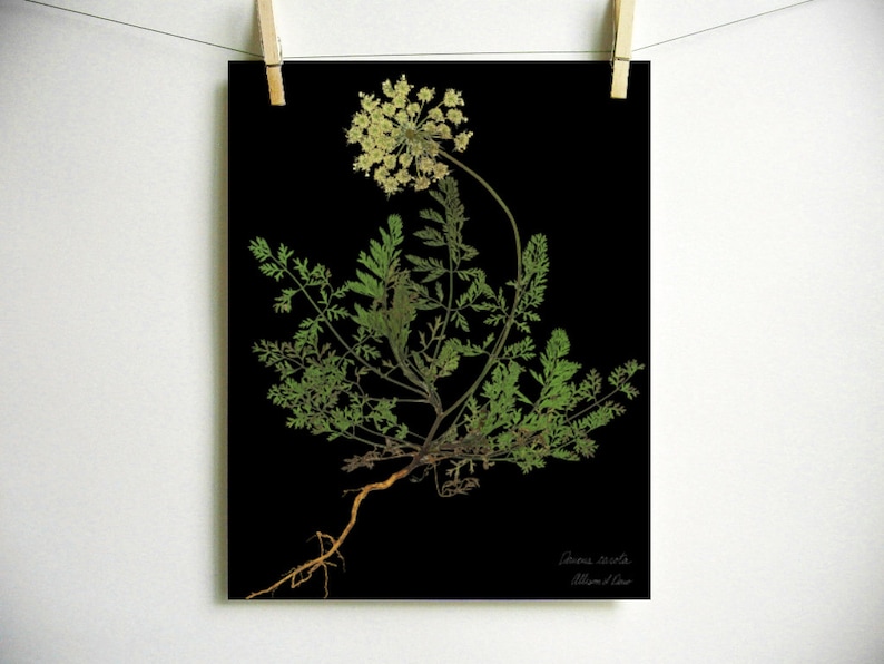 May include: A botanical print on a black background featuring a Daucus carota plant with green feathery leaves, a pale yellow flower head, and a visible brown root system. The text Daucus carota and Allison d'Eau is printed in white in the corner.