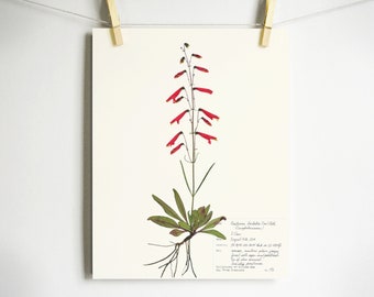 Beardlip Penstemon Print; red penstemon colorado wildflower pressed botanical print herbarium specimen dried flower art pressed plant