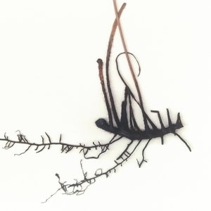 Pu&ograve; includere: Primo piano di una pianta secca con steli sottili e marroni e radici nere. La pianta &egrave; disposta in un motivo astratto delicato.