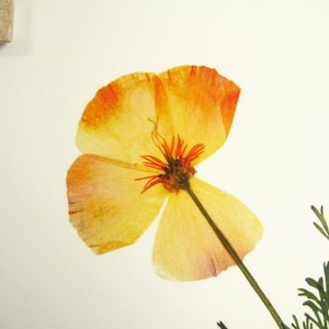 California Poppy Print Set botanical print pressed flower art pressed botanical art state flower herbarium specimen dried flower art image 5