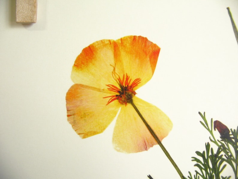 California Poppy Print Set botanical print pressed flower art pressed botanical art state flower herbarium specimen dried flower art image 5