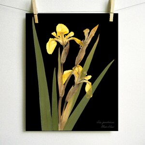 Yellow Iris Print; pressed botanical art yellow flower print vibrant color garden flower herbarium art dark floral wall décor dark botanical Dark (no label)