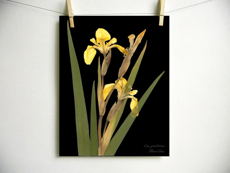 Yellow Iris Print; pressed botanical art yellow flower print vibrant color garden flower herbarium art dark floral wall décor dark botanical Dark (no label)