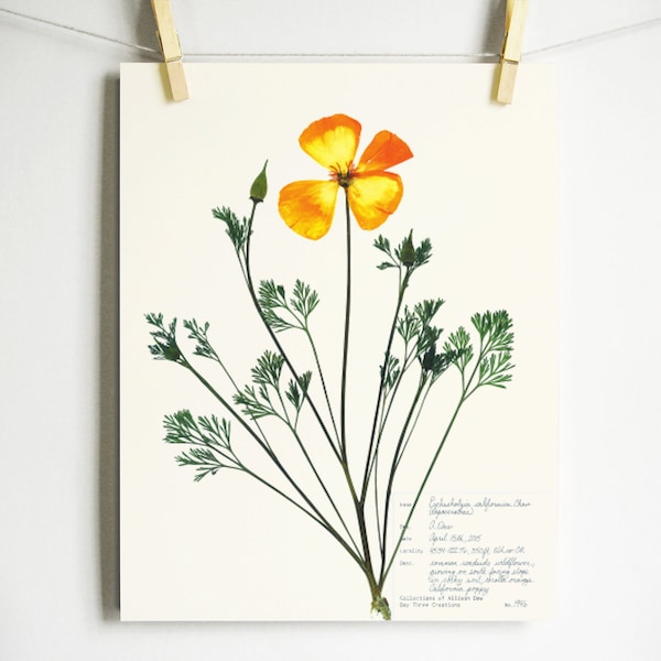 California Poppy Print; orange flowers art pressed botanical artwork original herbarium specimen art 8x10 11x14 pressed poppy art