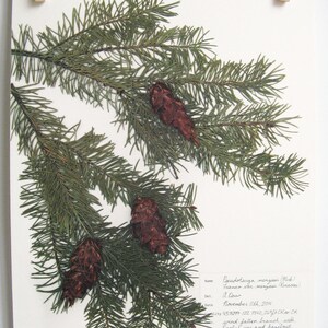 Douglas Fir Print Set; Christmas Decor Pressed Plant Print Branches ...
