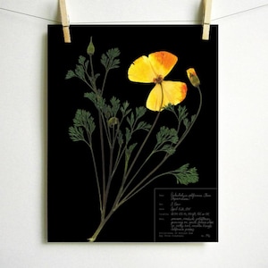 May include: A pressed flower art print featuring a yellow California poppy with green stems and leaves on a black background. The print includes the scientific name and details about the flower.