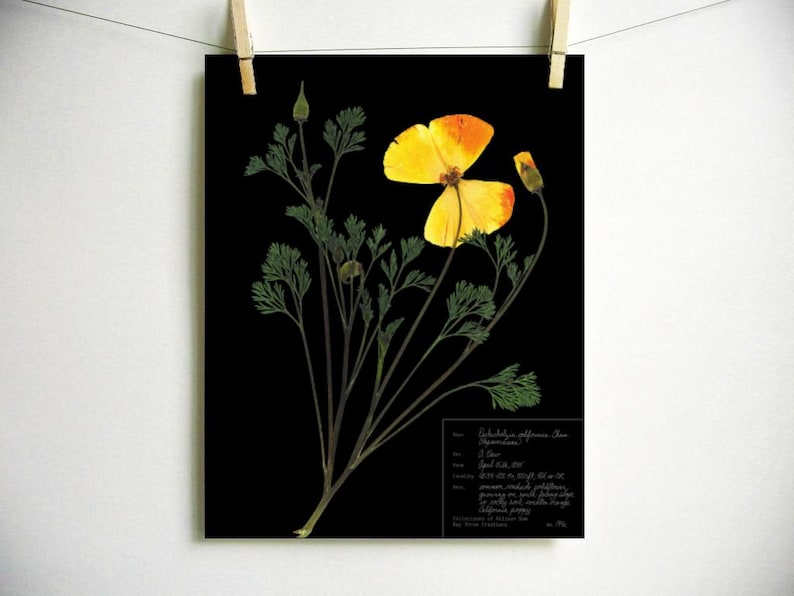 May include: A pressed flower art print featuring a yellow California poppy with green stems and leaves on a black background. The print includes the scientific name and details about the flower.
