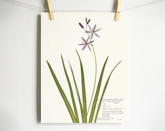 Large Camas Print; botanical print wild hyacinth purple wildflower art print of original herbarium specimen pressed botanical artwork