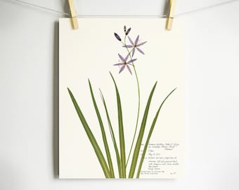 Large Camas Print; botanical print wild hyacinth purple wildflower art print of original herbarium specimen pressed botanical artwork