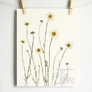 Daisy Print; white farmhouse décor white daisy art summer home decor white floral art wildflowers art pressed flowers pressed daisies