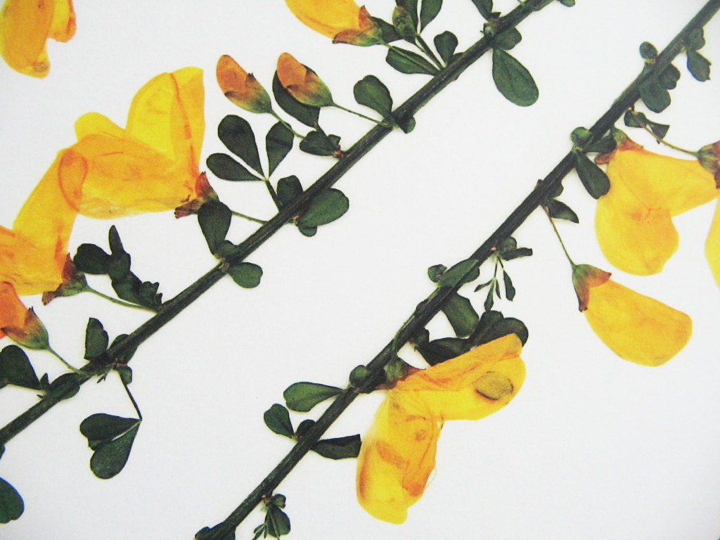 Scotch Broom Print Botanical Print Herbarium Specimen Art | Etsy