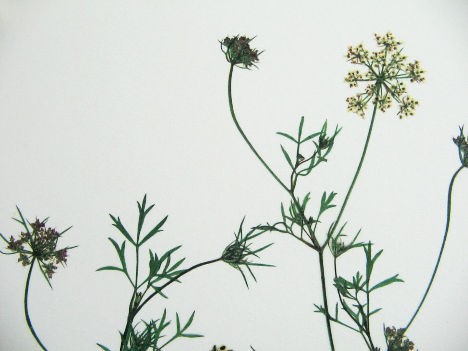 Königin Anne Spitze Druck getrocknete Blume Kunst Pflanze | Etsy