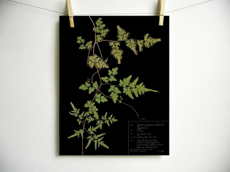 Japanese Climbing Fern Print pressed fronds botanical art black background option multiple sizes made from original herbarium specimen art Dark Background