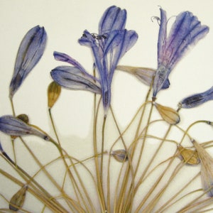 May include: A bouquet of dried purple flowers with long, thin stems. The flowers are arranged in a circle, with the stems radiating outwards.