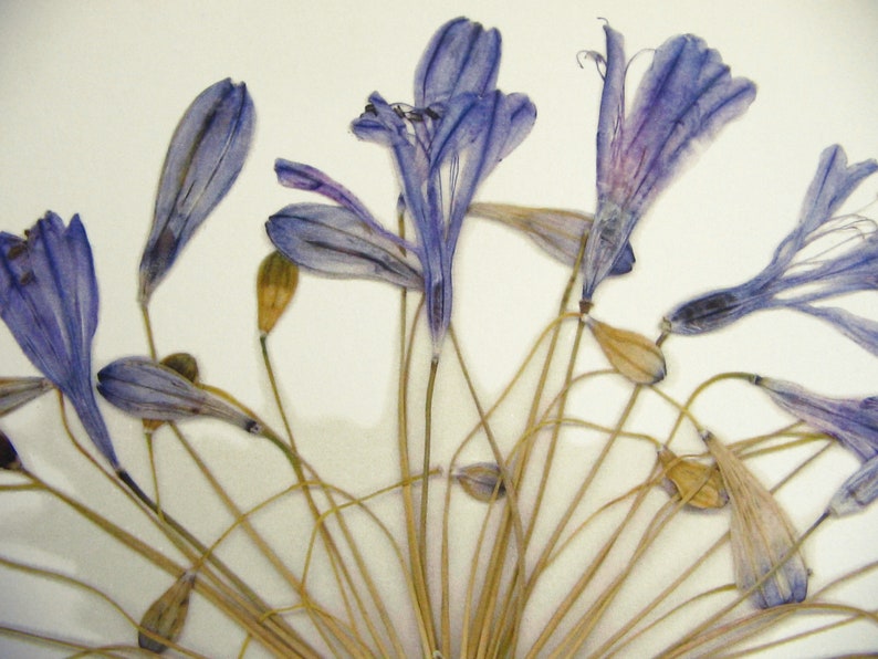 May include: A bouquet of dried purple flowers with long, thin stems. The flowers are arranged in a circle, with the stems radiating outwards.