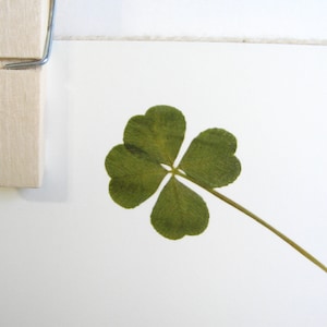 May include: A pressed four-leaf clover mounted on a white card with a wooden peg.