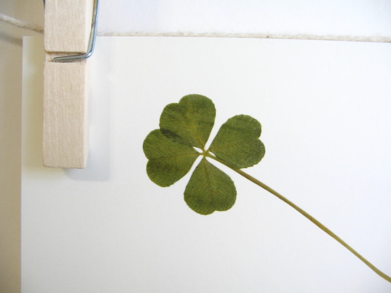 May include: A pressed four-leaf clover mounted on a white card with a wooden peg.