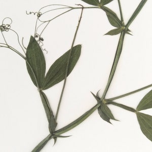 May include: A close-up of a dried plant with green leaves and stems. The plant is arranged in a Y shape with the stems crossing in the middle.
