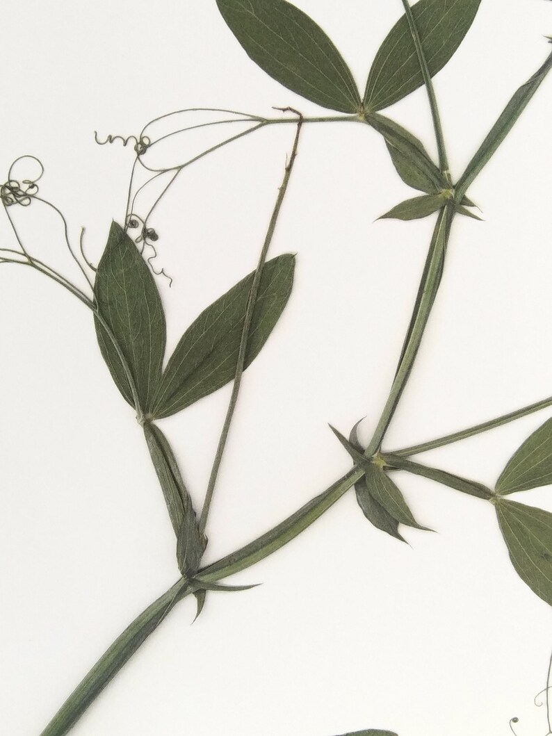 May include: A close-up of a dried plant with green leaves and stems. The plant is arranged in a Y shape with the stems crossing in the middle.