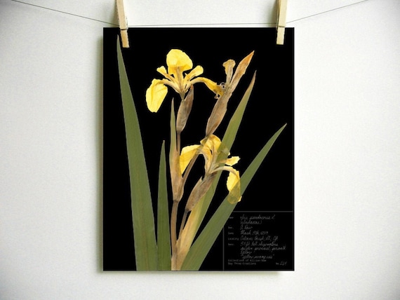 Yellow Iris Print; pressed botanical art yellow flower print vibrant color garden flower herbarium art dark floral wall décor dark botanical