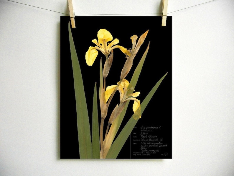 Yellow Iris Print; pressed botanical art yellow flower print vibrant color garden flower herbarium art dark floral wall décor dark botanical Dark (with label)